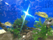Kuva