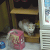 Posted Image